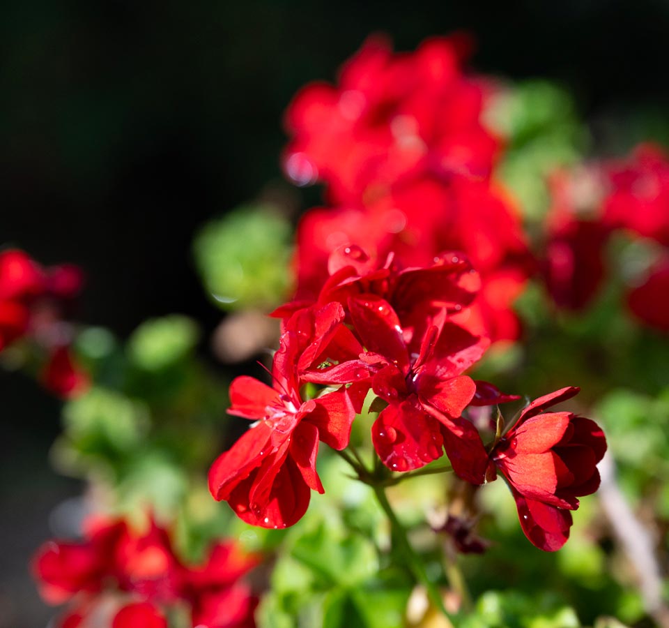 Sustentabilidade na Quinta