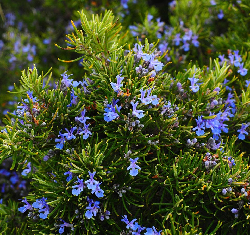 Sustentabilidade na Quinta